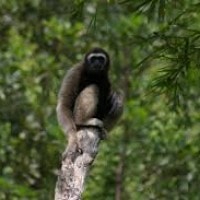 Si Coklat Abu Abu dari Kalimantan