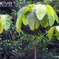 Keruing gunung atau Jati olat