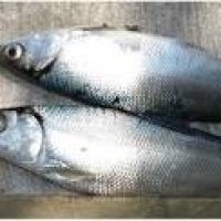 ikan bandeng atau Bolu