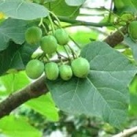 Pohon Jarak