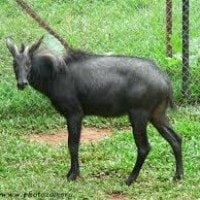 Kambing Hutan Sumatera