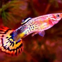 Ikan Guppy atau Si Ikan Seribu