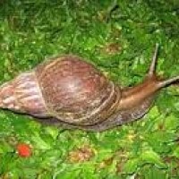 bekicot