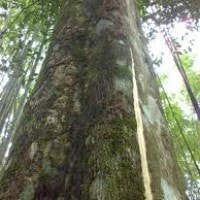 Gaharu atau Karas