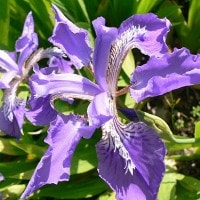 bunga iris