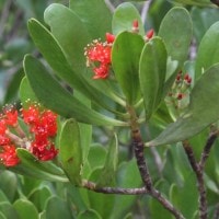 Teruntum merah
