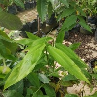 Tanaman Herbal Jahe (Zingiber acuminatum)