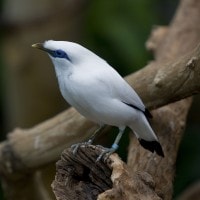 Curik Putih (Bali)