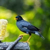 Jalak Hitam / Jalak Kebo