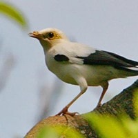 Jalak putih