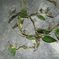 Aku si ” Jalu Mampang (Monstera pertusa)” Manfaatkan Selagi Ada Manfaatnya