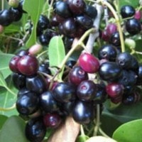 Jamblang, Duwet, Jambee Kleeng, Dhuwak, Jujutan,Klayu, Jambulan, Alicopeng