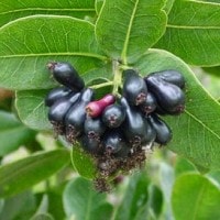 Buah Jamblang