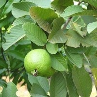 jambu Biji