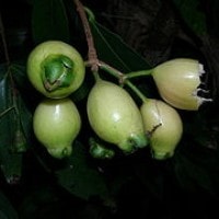 Jambu Mawar