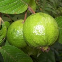 Jambu biji