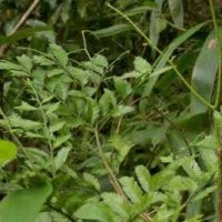 Jamuju atau Kayu Embun