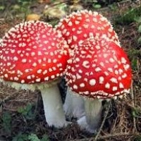 Mengenali Ciri-ciri jamur Beracun