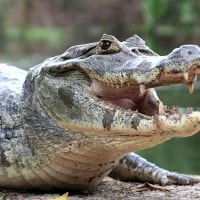Buaya Memiliki Kulit Punggung Yang Tebal
