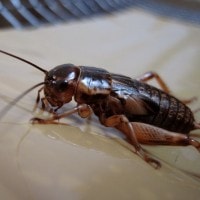 Jangkrik