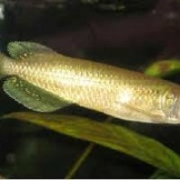 peyang Irian atau Arowana Irian