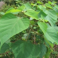 Gmelina