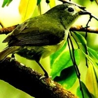 Opior Jawa (Lophozosterops javanicus)