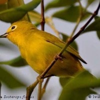 Kacamata Jawa (Zosterops flavus)