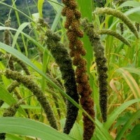 Jewawut (Jawawut), Tanaman Pangan yang Terabaikan