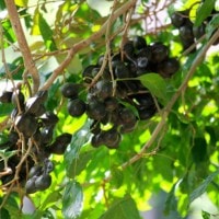 Jengkol, Jering