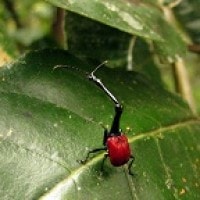 Kumbang Jerapah (Trachelophorus giraffa)