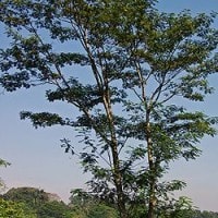 Jeungjing