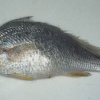 Small-mouth croaker
