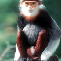 Joja si Lutung Mentawai