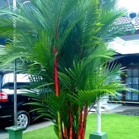 Palem Merah