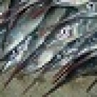 Julung julung