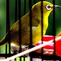 burung Kacamata Biasa (Zosterops palpebrosus)