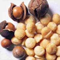 Kacang Macadamia