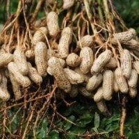 kacang tanah