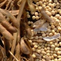 kacang kedelai