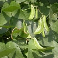 Kacang kratok