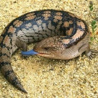 Kadal Panana / Kadal Lidah Biru