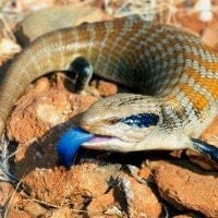 Kadal Lidah Biru