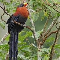 Kadalan Sulawesi