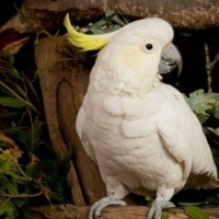 Kakak Tua Burung Yang Berisik