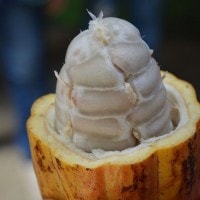 Coklat /Kakao