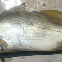 ikan kakap putih