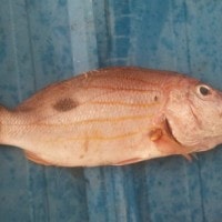 ikan kakap merah