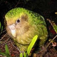 Kakapo