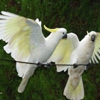 Merpati jambul kuning
